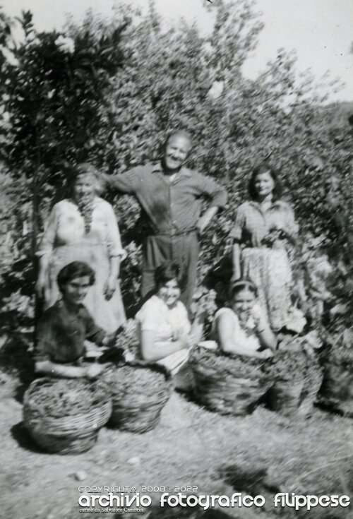 1964-vendemmia-1